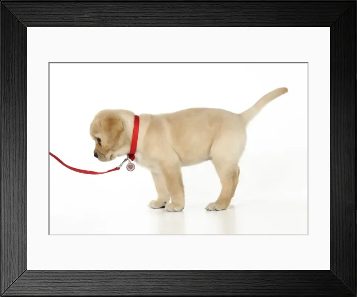 Framed Print : DOG. Yellow labrador puppy on lead Framed Print : DOG. Yellow labrador puppy on lead