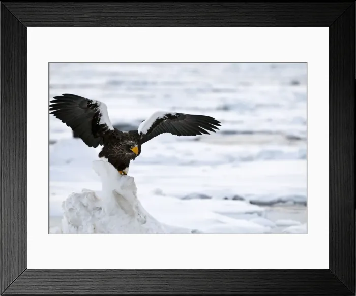 Framed Print : Steller's Sea Eagle - with raised wings - on ice floe - Hokkaido Island - Japan Framed Print : Steller's Sea Eagle - with raised wings - on ice floe - Hokkaido Island - Japan