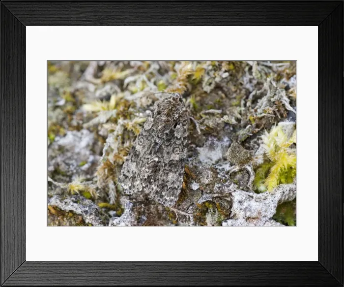 Framed Print : Knot Grass - resting among mosses - North Lincolnshire - England Framed Print : Knot Grass - resting among mosses - North Lincolnshire - England