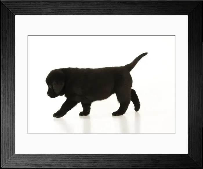Framed Print : DOG. Black labrador puppy standing Framed Print : DOG. Black labrador puppy standing