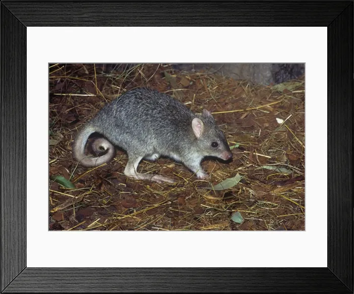 Framed Print : Northern Bettong - collecting nesting material (grass) - North Queensland - Australia Framed Print : Northern Bettong - collecting nesting material (grass) - North Queensland - Australia