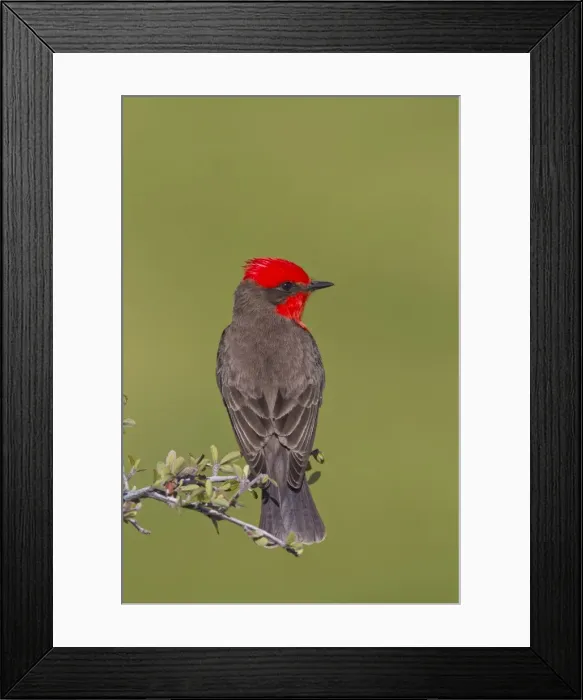 Framed Print : Vermilion Flycatcher - adult male - March - Southeast Arizona - USA Framed Print : Vermilion Flycatcher - adult male - March - Southeast Arizona - USA
