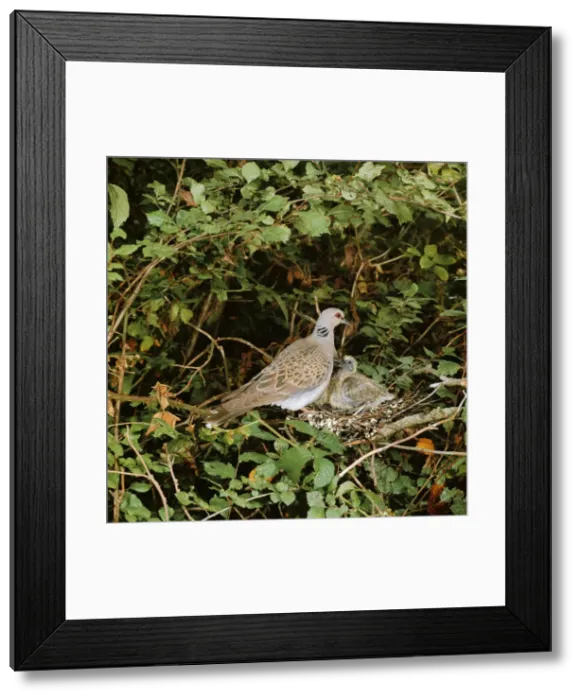 Framed Print : Turtle Dove - at nest with young Framed Print : Turtle Dove - at nest with young