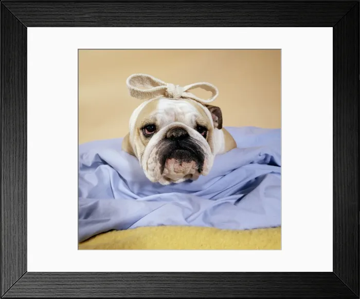 Framed Print : Dog - Bulldog - with bandage on head Framed Print : Dog - Bulldog - with bandage on head