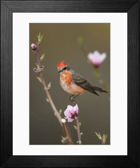 Framed Print : Vermilion Flycatcher - molting male - March - Arizona - USA Framed Print : Vermilion Flycatcher - molting male - March - Arizona - USA