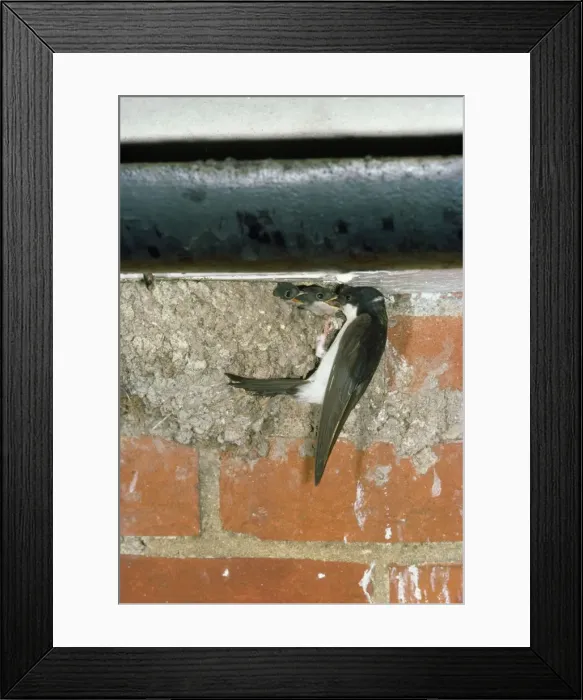 Framed Print : House Martins Framed Print : House Martins