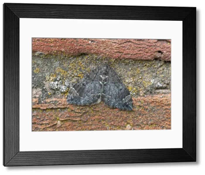 Framed Print : Common Marbled Carpet - resting on wall - Lincolnshire - England Framed Print : Common Marbled Carpet - resting on wall - Lincolnshire - England