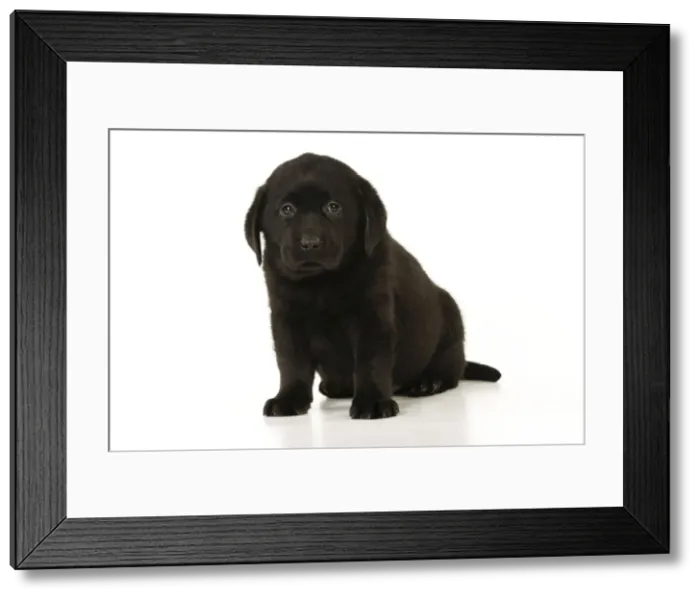 Framed Print : DOG. Black labrador puppy sitting down Framed Print : DOG. Black labrador puppy sitting down