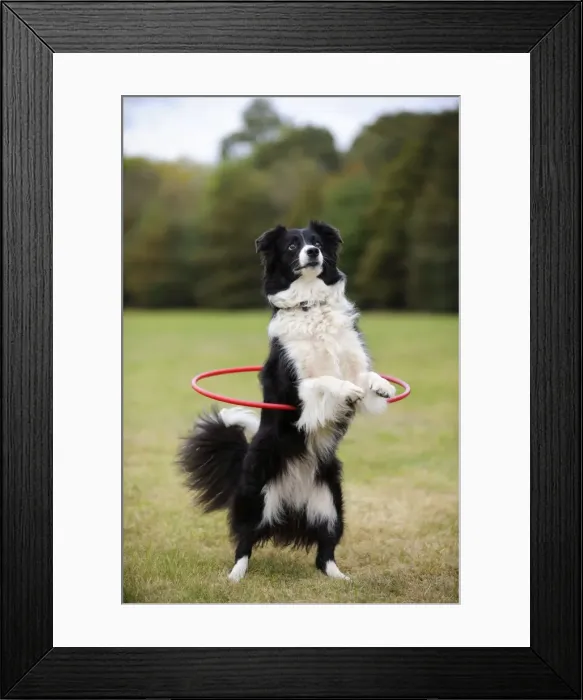 Framed Print : DOG. Border collie hoola hooping Framed Print : DOG. Border collie hoola hooping
