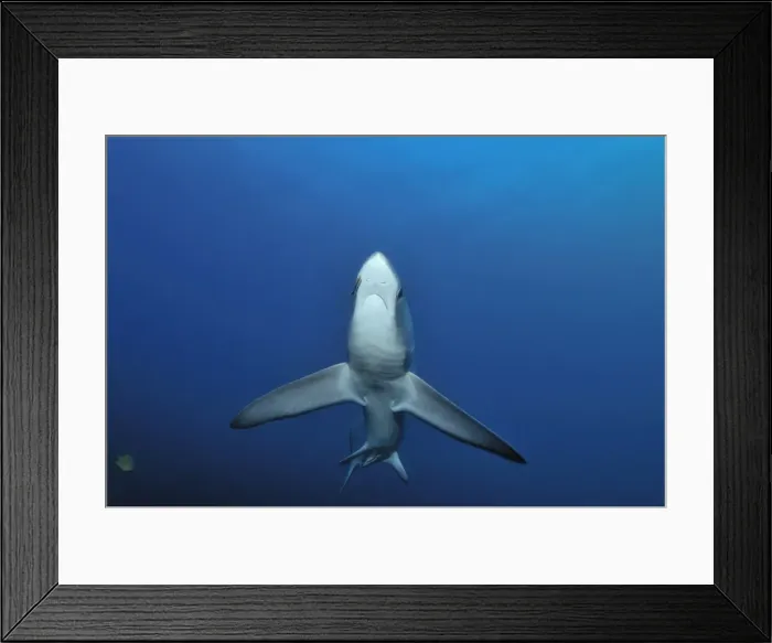 Framed Print : Thresher / Foxtail Shark - usually lives at depths over 200m & only sighted rarely - The Common Thresher Shark ranges in size from 16. 5 to 20ft long - Feeds on Squid & Fish corraling them with its elongated tail / stunning them with slaps Framed Print : Thresher / Foxtail Shark - usually lives at depths over 200m & only sighted rarely - The Common Thresher Shark ranges in size from 16. 5 to 20ft long - Feeds on Squid & Fish corraling them with its elongated tail / stunning them with slaps
