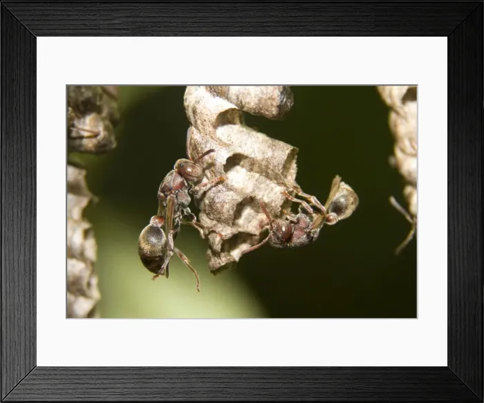 Framed Print : Two Paper Wasps - tend cells on their comb'-like nest. The wasps build a single vertical comb from wood pulp mixed with saliva, and hang it from a stalk Framed Print : Two Paper Wasps - tend cells on their comb'-like nest. The wasps build a single vertical comb from wood pulp mixed with saliva, and hang it from a stalk
