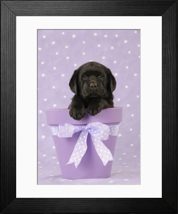 Framed Print : DOG. Black labrador puppy sitting in a plant pot Framed Print : DOG. Black labrador puppy sitting in a plant pot