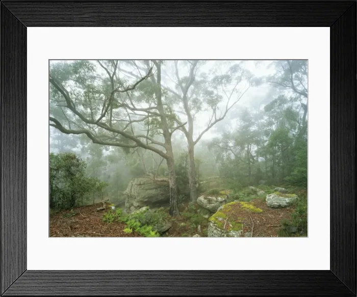 Framed Print : Subtropical Rainforest near Terania Creek, Protesters Falls, Nightcap National Park, New South Wales, Australia JPF32203 Framed Print : Subtropical Rainforest near Terania Creek, Protesters Falls, Nightcap National Park, New South Wales, Australia JPF32203