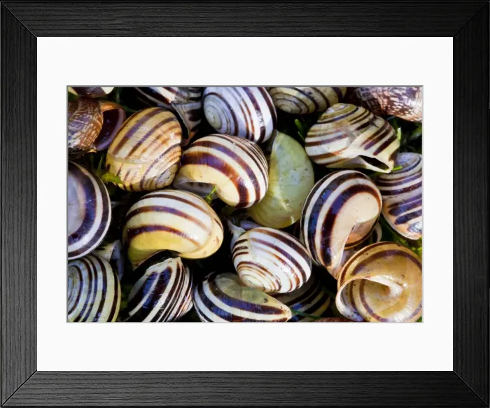 Framed Print : White-lipped Banded Snail - pile of empty shells - Wiltshire - England - UK Framed Print : White-lipped Banded Snail - pile of empty shells - Wiltshire - England - UK