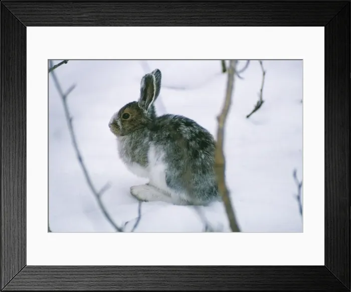 Framed Print : Snowshoe Hare / Varying Hare - in snow changing pelage Framed Print : Snowshoe Hare / Varying Hare - in snow changing pelage