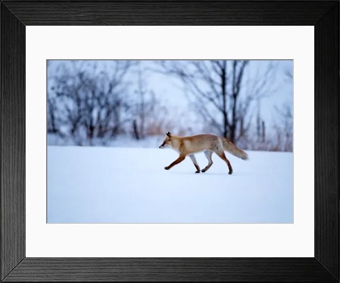 Framed Print : Red Fox - walking across snow covered field - Hokkaido Island - Japan Framed Print : Red Fox - walking across snow covered field - Hokkaido Island - Japan