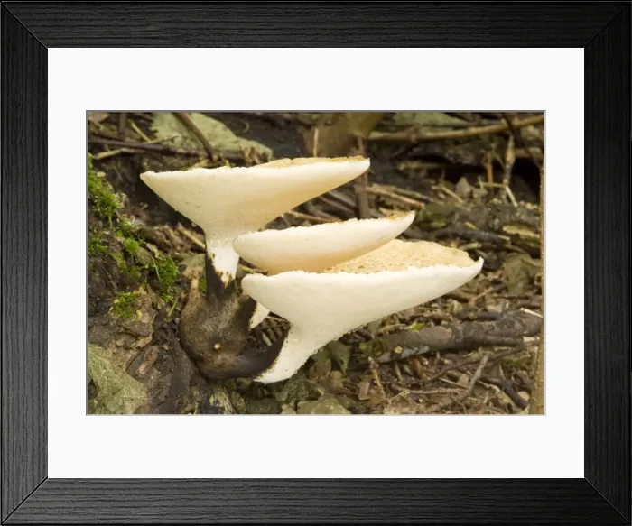 Framed Print : Dryad's Saddle - growing on sycamore stump - Lincolnshire - UK Framed Print : Dryad's Saddle - growing on sycamore stump - Lincolnshire - UK