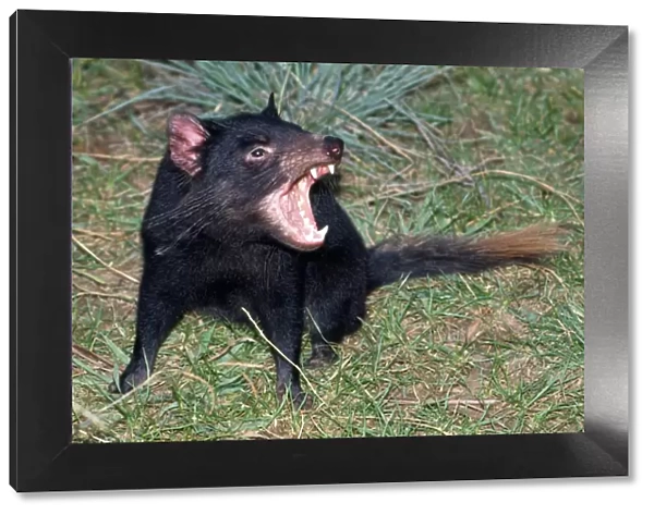 Tasmanian Devil - angry - showing teeth - Tasmania - Australia