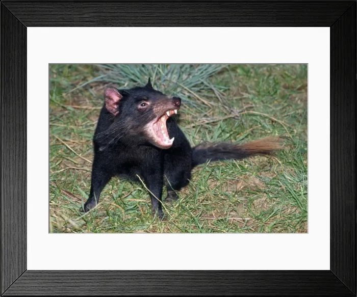 Framed Print : Tasmanian Devil - angry - showing teeth - Tasmania - Australia Framed Print : Tasmanian Devil - angry - showing teeth - Tasmania - Australia