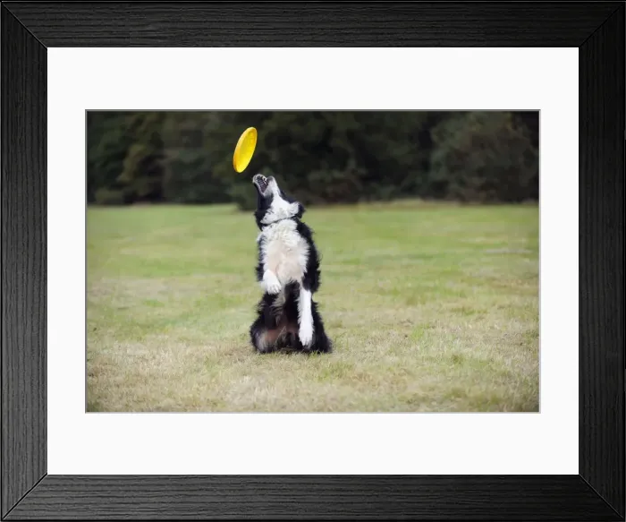 Framed Print : DOG. Border collie playing with frisbee Framed Print : DOG. Border collie playing with frisbee