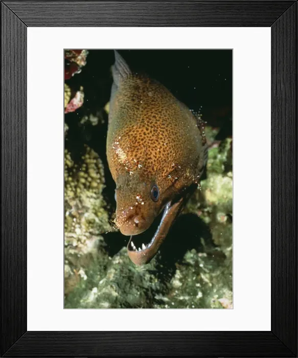 Framed Print : Giant Moray Eel KA 91 Being cleaned by shrimps. Gymnothorax javanicus © Kurt Amsler / ARDEA LONDON Framed Print : Giant Moray Eel KA 91 Being cleaned by shrimps. Gymnothorax javanicus © Kurt Amsler / ARDEA LONDON