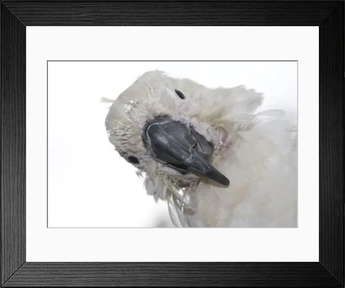 Framed Print : Sulphur-crested Cockatoo - suffering from Psittacine Beak-and-feather Disease. This is caused by a circovirus that can be transmitted by contact at feeding sites, during nesting time, etc Framed Print : Sulphur-crested Cockatoo - suffering from Psittacine Beak-and-feather Disease. This is caused by a circovirus that can be transmitted by contact at feeding sites, during nesting time, etc