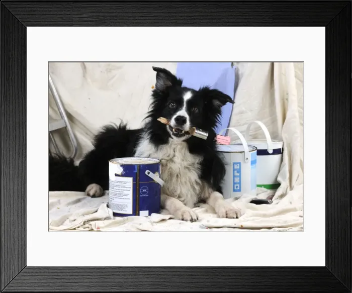 Framed Print : DOG. Border collie painting and decorating Framed Print : DOG. Border collie painting and decorating