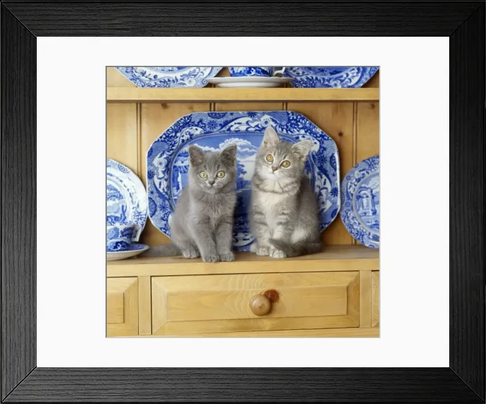 Framed Print : Cat - kittens on dresser Framed Print : Cat - kittens on dresser