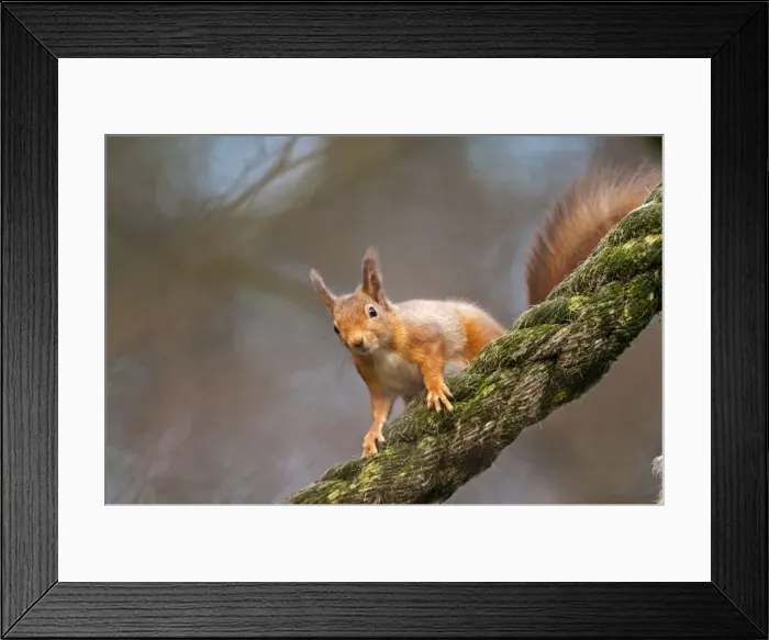 Framed Print : Red Squirrel - on old rope - Cairngorm - Scotland