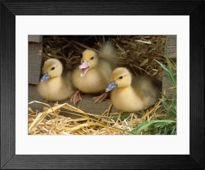 Framed Print : Muscovy Ducklings Framed Print : Muscovy Ducklings