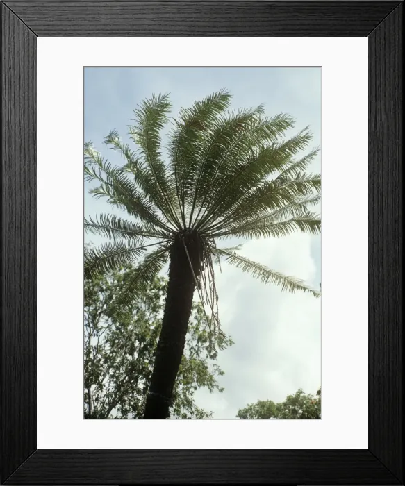 Framed Print : Cycad. EL-897. CYCAD. Cycas circinalis. Eric Lindgren Framed Print : Cycad. EL-897. CYCAD. Cycas circinalis. Eric Lindgren