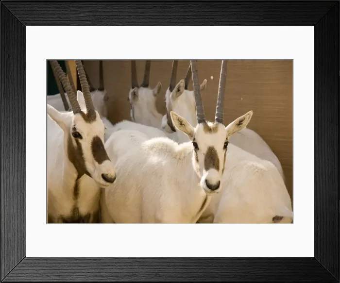 Framed Print : Arabian Oryx - in pen prior to transportation - Re-introduction programme - Abu Dhabi - United Arab Emirates