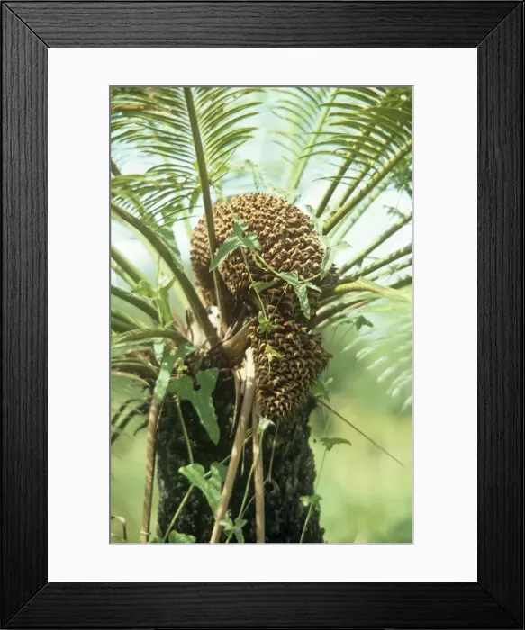 Framed Print : Cycad - male cone Framed Print : Cycad - male cone