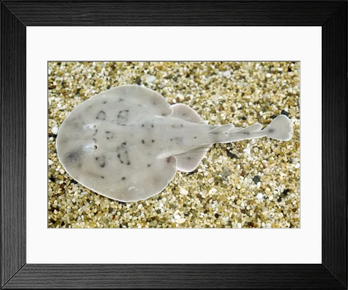 Framed Print : Lesser Electric Ray - Trinidad to Argentina Framed Print : Lesser Electric Ray - Trinidad to Argentina