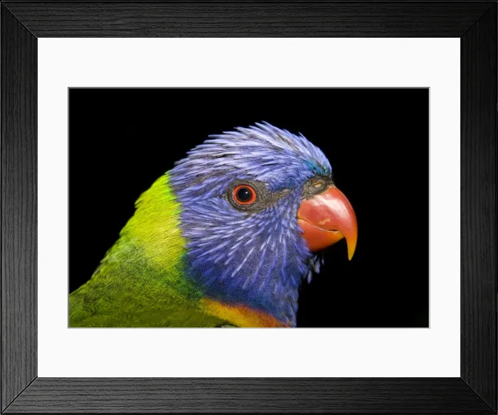 Framed Print : Rainbow Lorikeet - head study. Rainbow Lorikeets are common inhabitants of tropical and sub-tropical regions of northern and eastern Australia. Normally a woodland species which depends heavily upon flowering trees and shrubs (particularly Myrtaceae) Framed Print : Rainbow Lorikeet - head study. Rainbow Lorikeets are common inhabitants of tropical and sub-tropical regions of northern and eastern Australia. Normally a woodland species which depends heavily upon flowering trees and shrubs (particularly Myrtaceae)