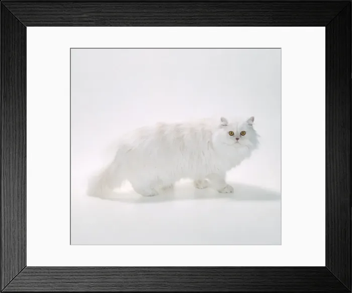Framed Print : Persian - Red Shell Cameo Cat JD 14512 © John Daniels / ARDEA LONDON Framed Print : Persian - Red Shell Cameo Cat JD 14512 © John Daniels / ARDEA LONDON