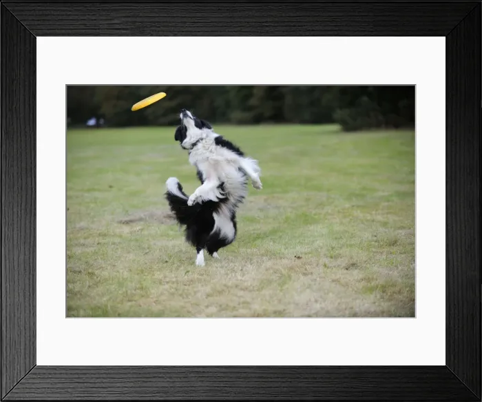 Framed Print : DOG. Border collie playing with frisbee Framed Print : DOG. Border collie playing with frisbee