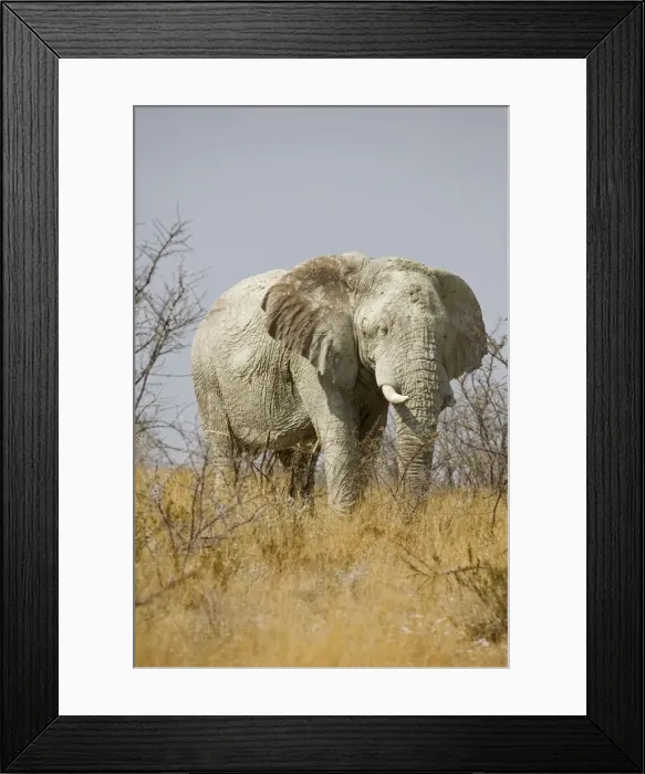 Framed Print : African Elephant - adult moving through yellow grass and white thorn bush - Etosha National Park - Namibia - Africa Framed Print : African Elephant - adult moving through yellow grass and white thorn bush - Etosha National Park - Namibia - Africa