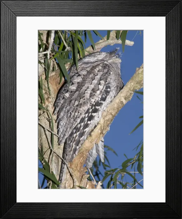 Framed Print : Australian Tawny Frogmouth / Tawny-shouldered Frogmouth - roosts during the daytime in a Cajuput Tree (Myrtaceae: Melaleuca leucadendron) in a suburban street. Its mate may be sitting on a nest nearby Framed Print : Australian Tawny Frogmouth / Tawny-shouldered Frogmouth - roosts during the daytime in a Cajuput Tree (Myrtaceae: Melaleuca leucadendron) in a suburban street. Its mate may be sitting on a nest nearby
