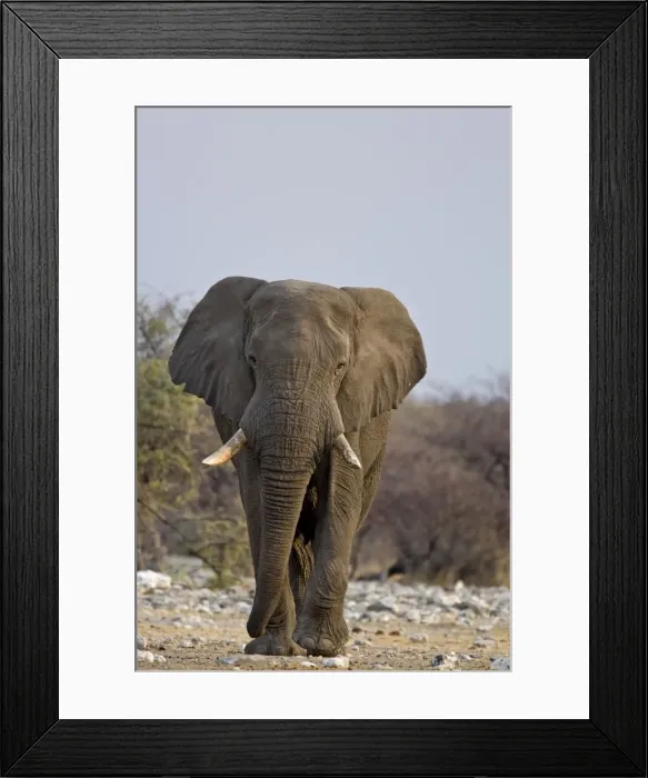 Framed Print : African Elephant - big adult walking straight towards the camera in late afternoon light - Etosha National Park - Namibia - Africa Framed Print : African Elephant - big adult walking straight towards the camera in late afternoon light - Etosha National Park - Namibia - Africa