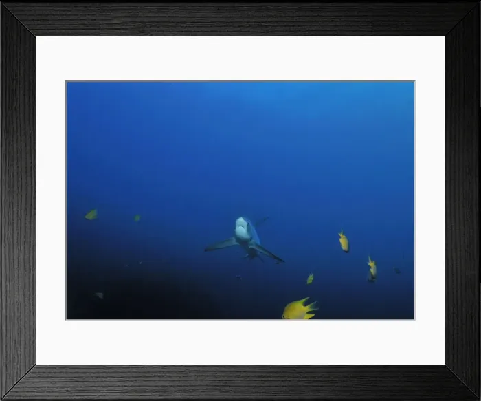 Framed Print : Thresher / Foxtail Shark - usually lives at depths over 200m & only sighted rarely - The Common Thresher Shark ranges in size from 16. 5 to 20ft long - Feeds on Squid & Fish corraling them with its elongated tail / stunning them with slaps Framed Print : Thresher / Foxtail Shark - usually lives at depths over 200m & only sighted rarely - The Common Thresher Shark ranges in size from 16. 5 to 20ft long - Feeds on Squid & Fish corraling them with its elongated tail / stunning them with slaps