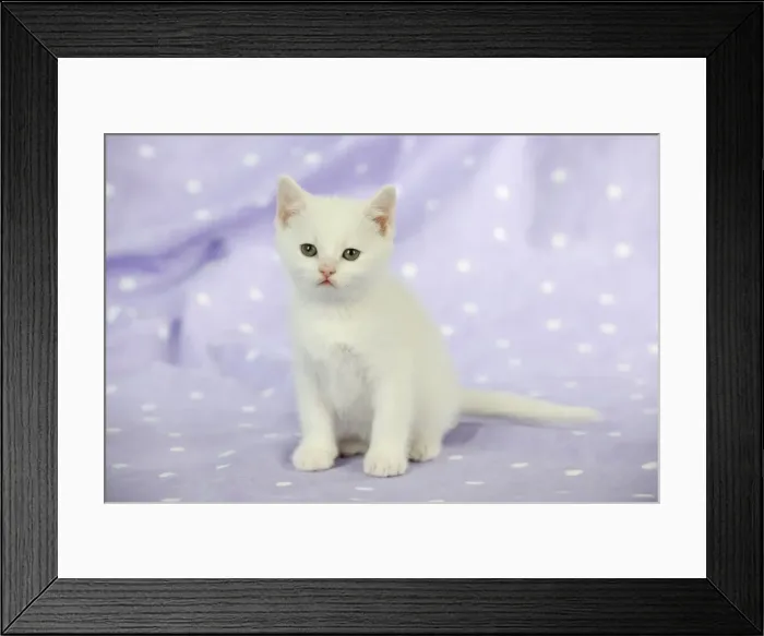 Framed Print : CAT. Kitten sitting down Framed Print : CAT. Kitten sitting down