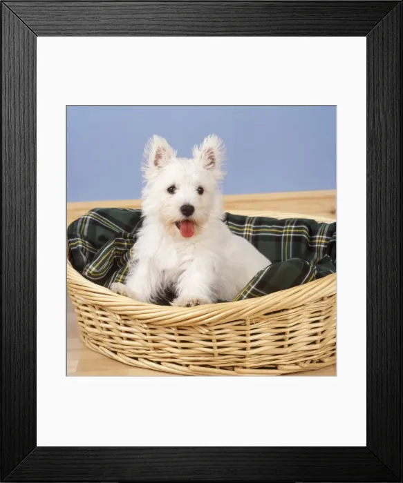Framed Print : West Highland White Terrier Dog - puppy in basket Framed Print : West Highland White Terrier Dog - puppy in basket