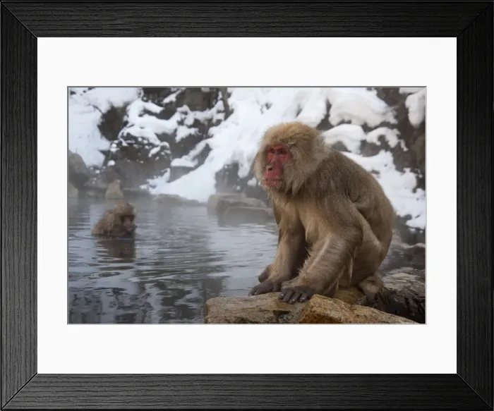 Framed Print : Japanese Macaque - sitting on rock at edge of pool - snowy landscape behind - Jigokudani Park - Japan Framed Print : Japanese Macaque - sitting on rock at edge of pool - snowy landscape behind - Jigokudani Park - Japan