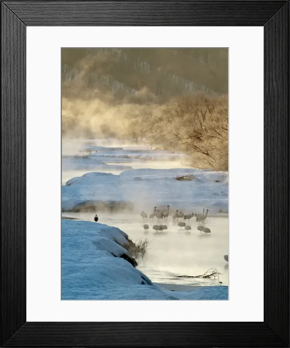 Framed Print : Red-crowned Crane - group in early morning light - at river roost site - Kushiro - Hokkaido Island - Japan Framed Print : Red-crowned Crane - group in early morning light - at river roost site - Kushiro - Hokkaido Island - Japan