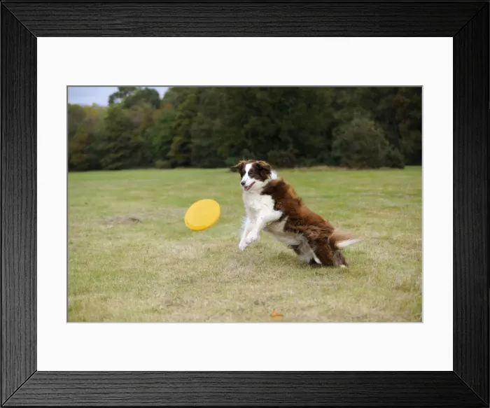 Framed Print : DOG. Border collie playing with frisbee Framed Print : DOG. Border collie playing with frisbee