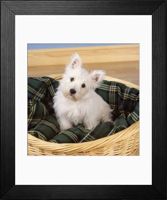 Framed Print : West Highland White Terrier Dog - puppy in basket Framed Print : West Highland White Terrier Dog - puppy in basket