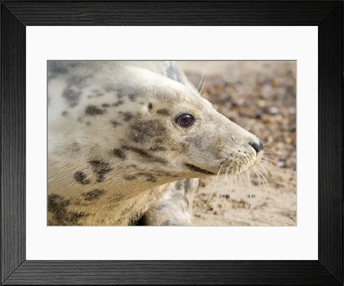 Framed Print : Grey Seal - Cow - Norfolk - UK Framed Print : Grey Seal - Cow - Norfolk - UK