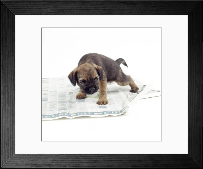 Framed Print : Dog JD 14241 Puppy urinating on newspaper. © John Daniels / ARDEA LONDON Framed Print : Dog JD 14241 Puppy urinating on newspaper. © John Daniels / ARDEA LONDON