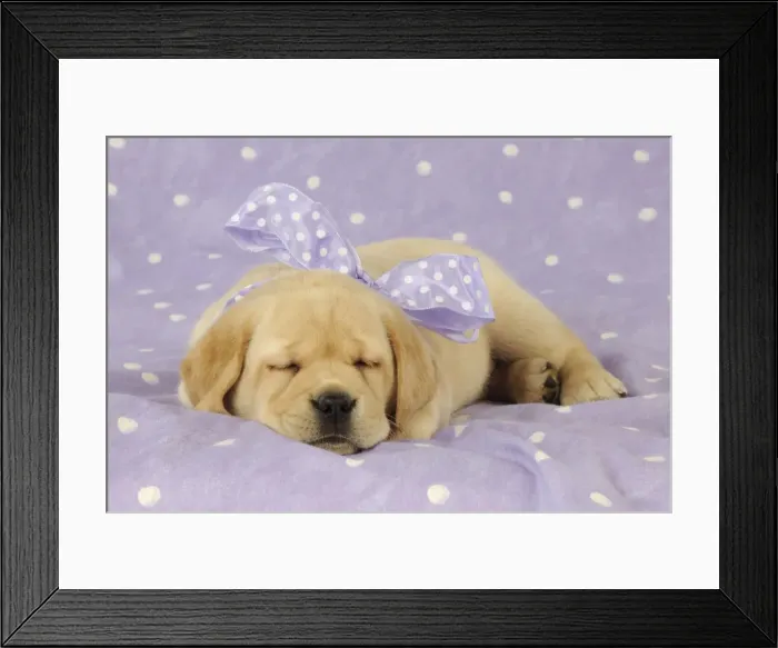 Framed Print : DOG. Yellow labrador puppy laying down with purple bow around its neck Framed Print : DOG. Yellow labrador puppy laying down with purple bow around its neck